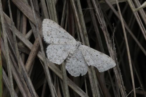 Réf. 125 041 : Scopula marginepunctata