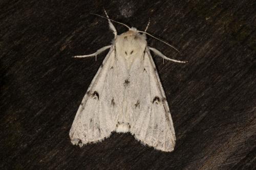 Acronicta leporina