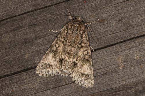 Réf. 125 668 : Subacronicta megacephala