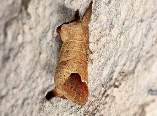 Réf. 125 669 : Clostera curtula