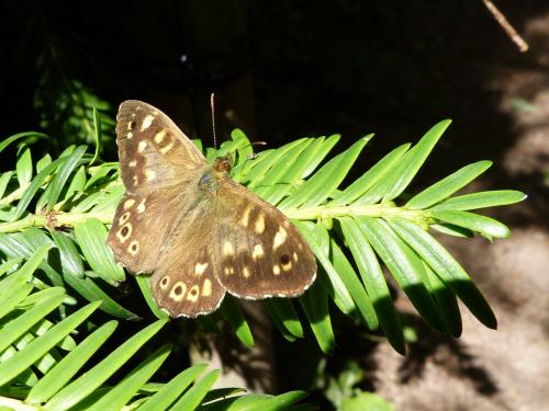 Pararge aegeria