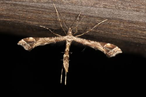 Réf. 125 670 : Amblyptilia acanthadactyla