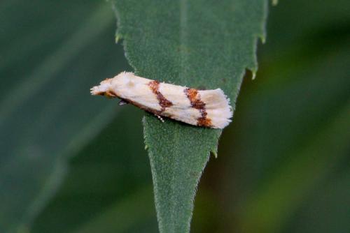 Aethes bilbaensis