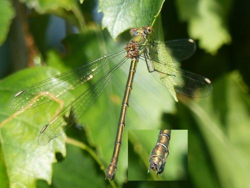 Réf. 125 679 : Chalcolestes viridis