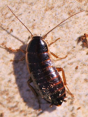 Loboptera canariensis