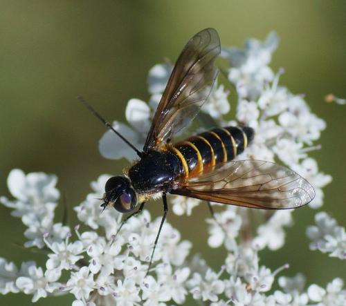 Lomatia sp.