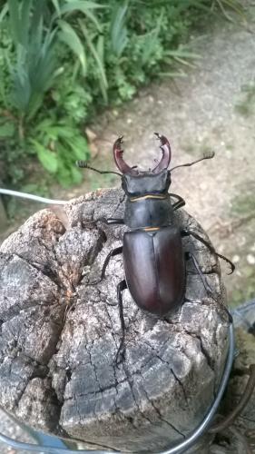 Lucanus cervus