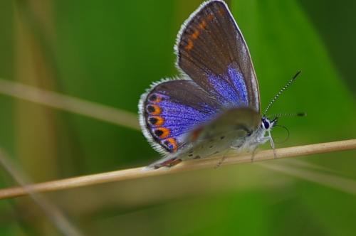 Plebejus argyrognomon