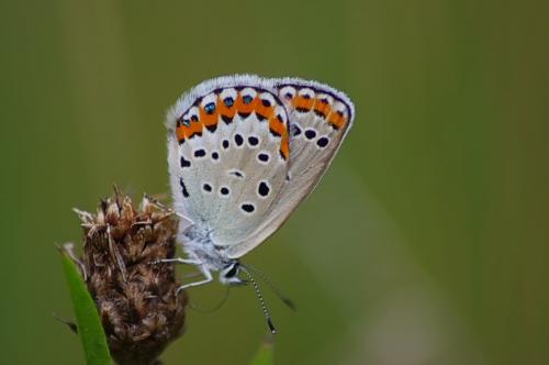 Réf. 125 973 : Plebejus argyrognomon