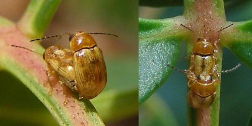 Cryptocephalus sp.