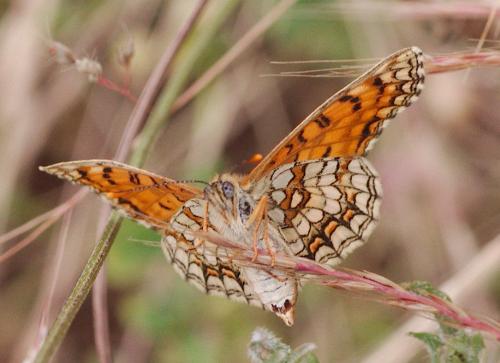 Melitaea athalia celadussa