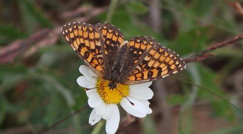 Melitaea deione