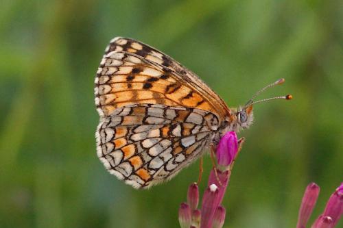 Melitaea deione
