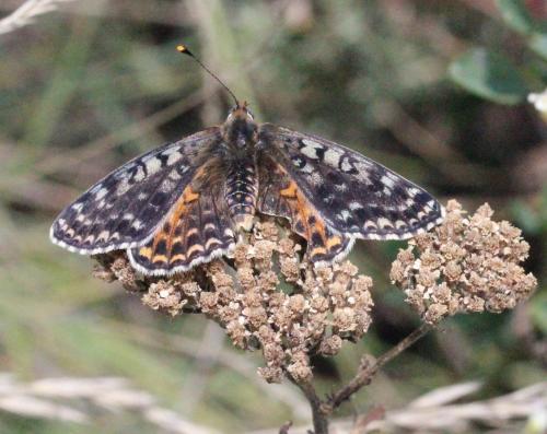 Melitaea didyma