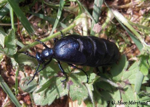 Réf. 125 768 : Meloe violaceus
