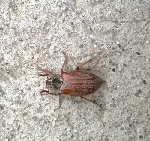 Melolontha melolontha