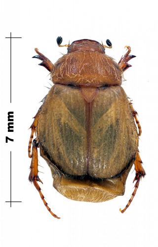 Réf. 125 007 : Omaloplia spireae
