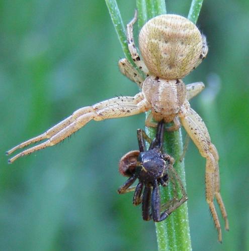Xysticus sp.