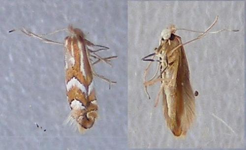 Réf. 125 732 : Phyllonorycter sp.