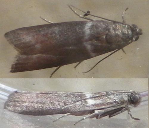 Réf. 125 018 : Cryptoblabes bistriga