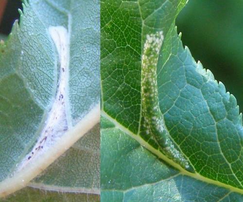 Phyllonorycter sp.
