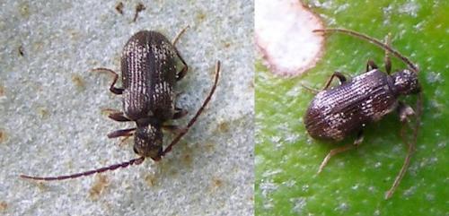 Réf. 125 626 : Ptinus lichenum