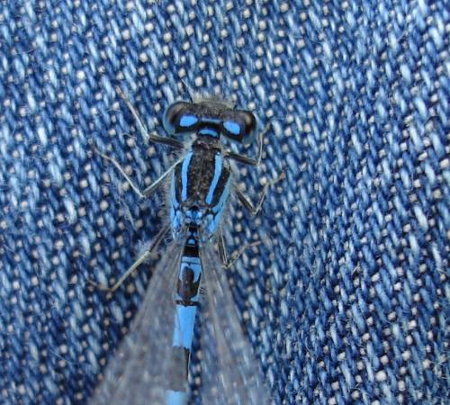 Réf. 125 992 : Coenagrion scitulum