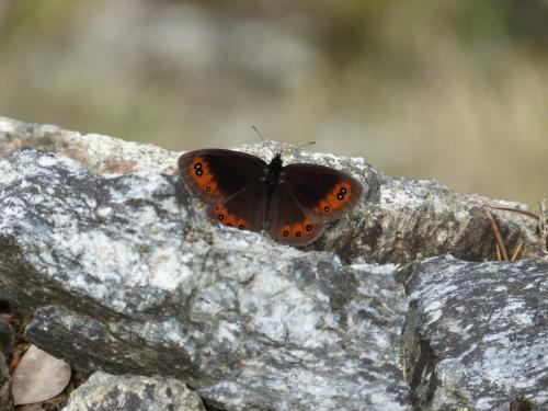 Erebia meolans