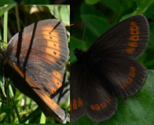 Erebia divers