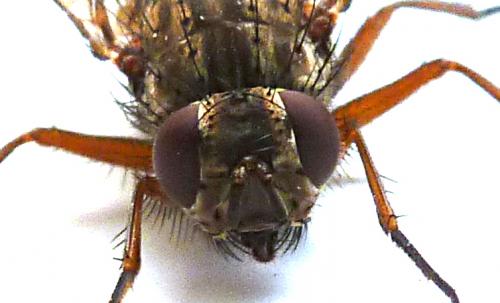 Phaonia tuguriorum