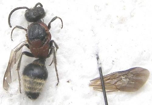 Réf. 125 737 : Smicromyrme sp.