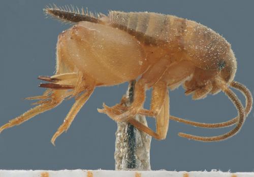Réf. 125 197 : Myrmecophilus myrmecophilus