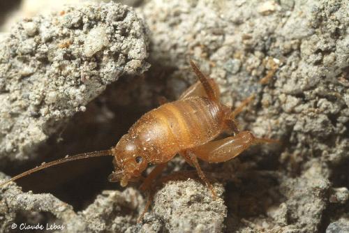 Myrmecophilus myrmecophilus