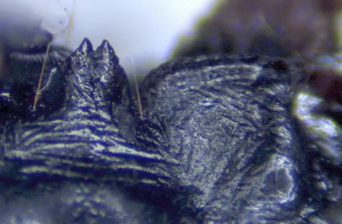 Carabus intricatus