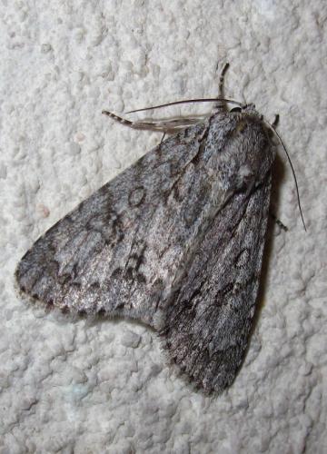 Réf. 125 799 : Acronicta aceris