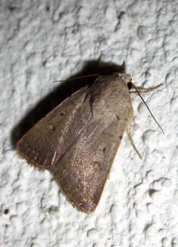 Caradrina aspersa