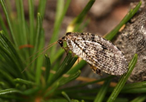 Wesmaelius quadrifasciatus