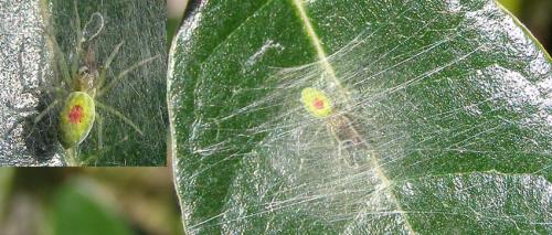 Nigma walckenaeri