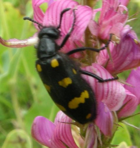 Hycleus polymorphus