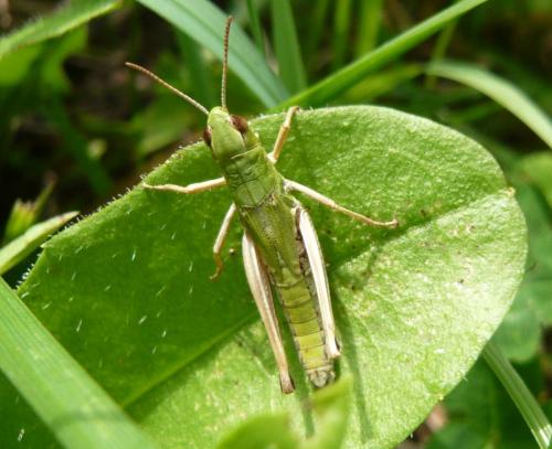 Réf. 125 319 : Pseudochorthippus parallelus