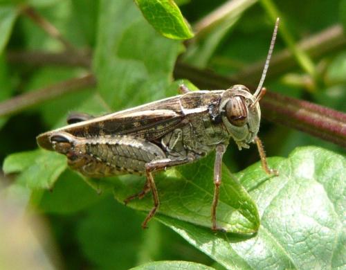 Réf. 125 346 : Calliptamus sp.