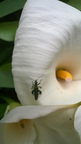 Oedemera nobilis