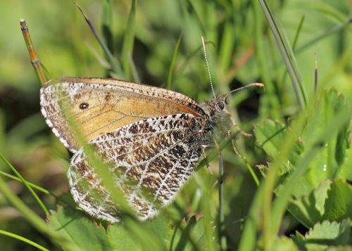 Réf. 125 393 : Oeneis glacialis