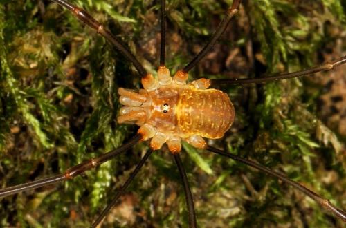 Réf. 125 963 : Opilio canestrinii