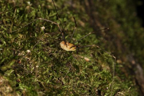 Opilio canestrinii