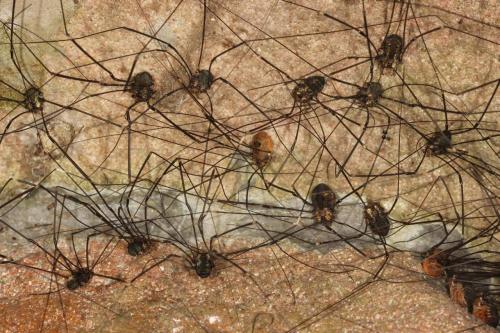 Réf. 125 956 : Leiobunum sp-a