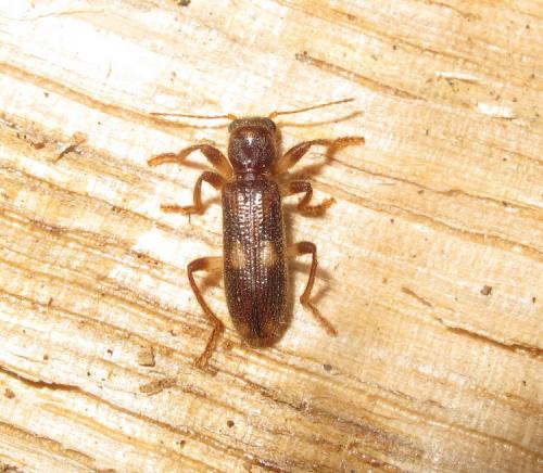 Opilo barbarus