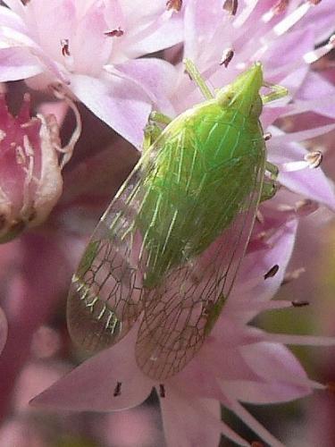 Dictyophara europaea