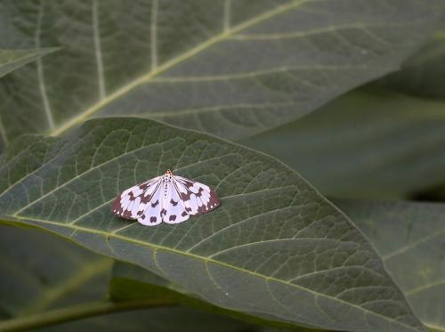 Réf. 125 749 : Nyctemera adversata