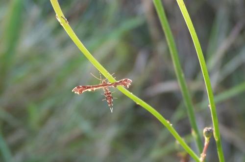 Réf. 125 677 : Oxyptilus sp.